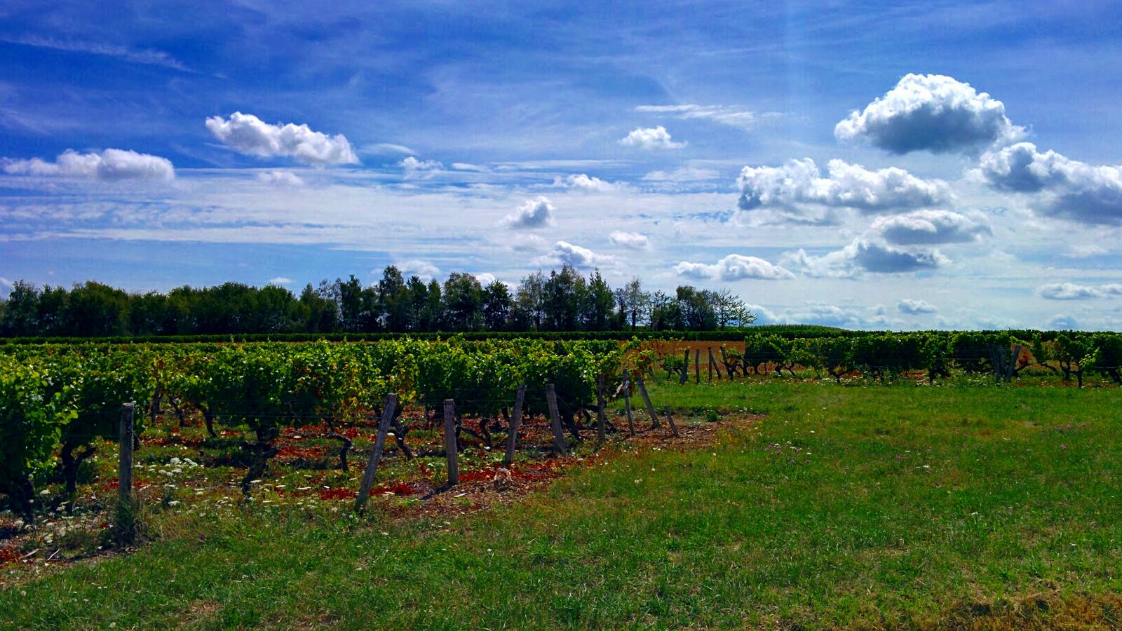 vineyards loire valley