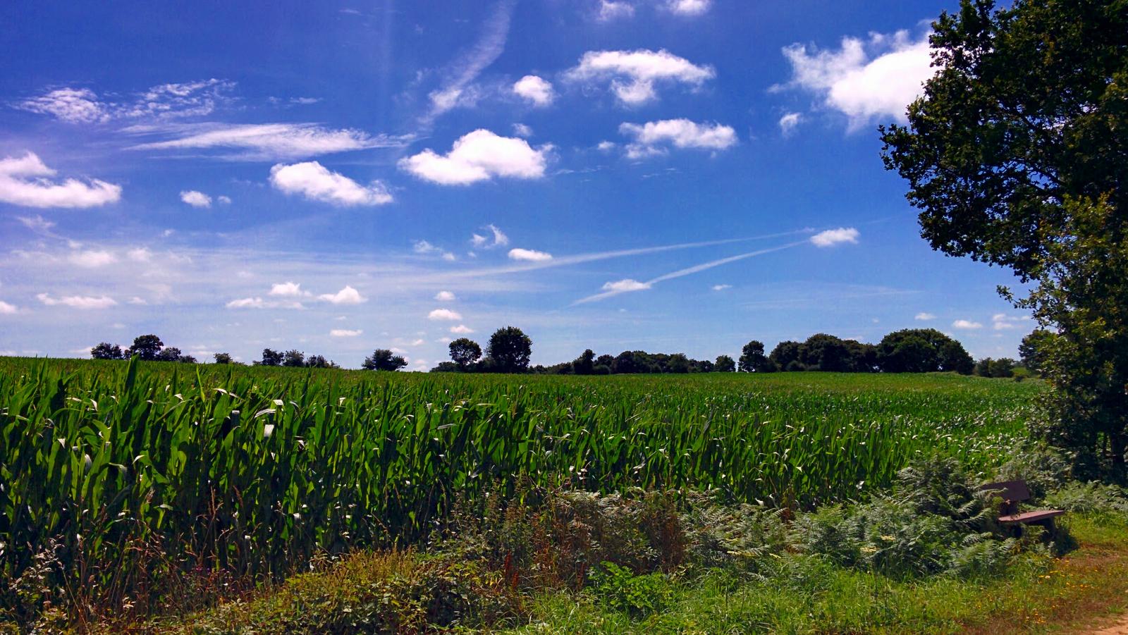 bike path corn