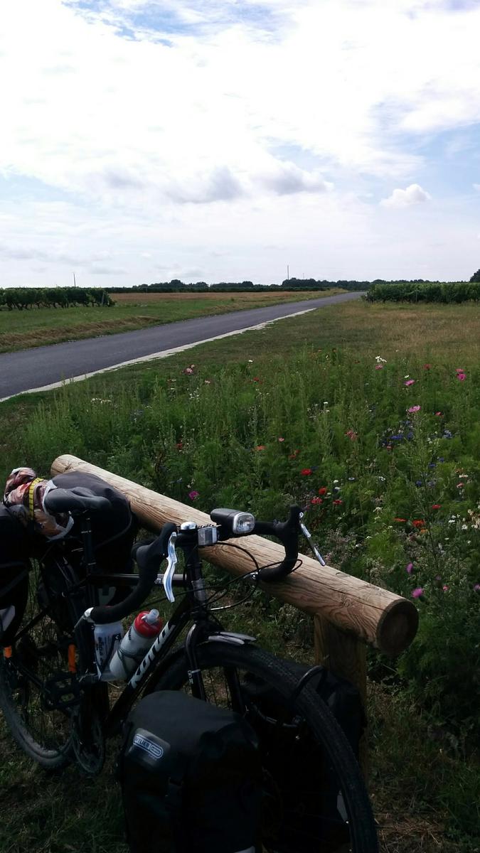 picnic stop loire vineyard