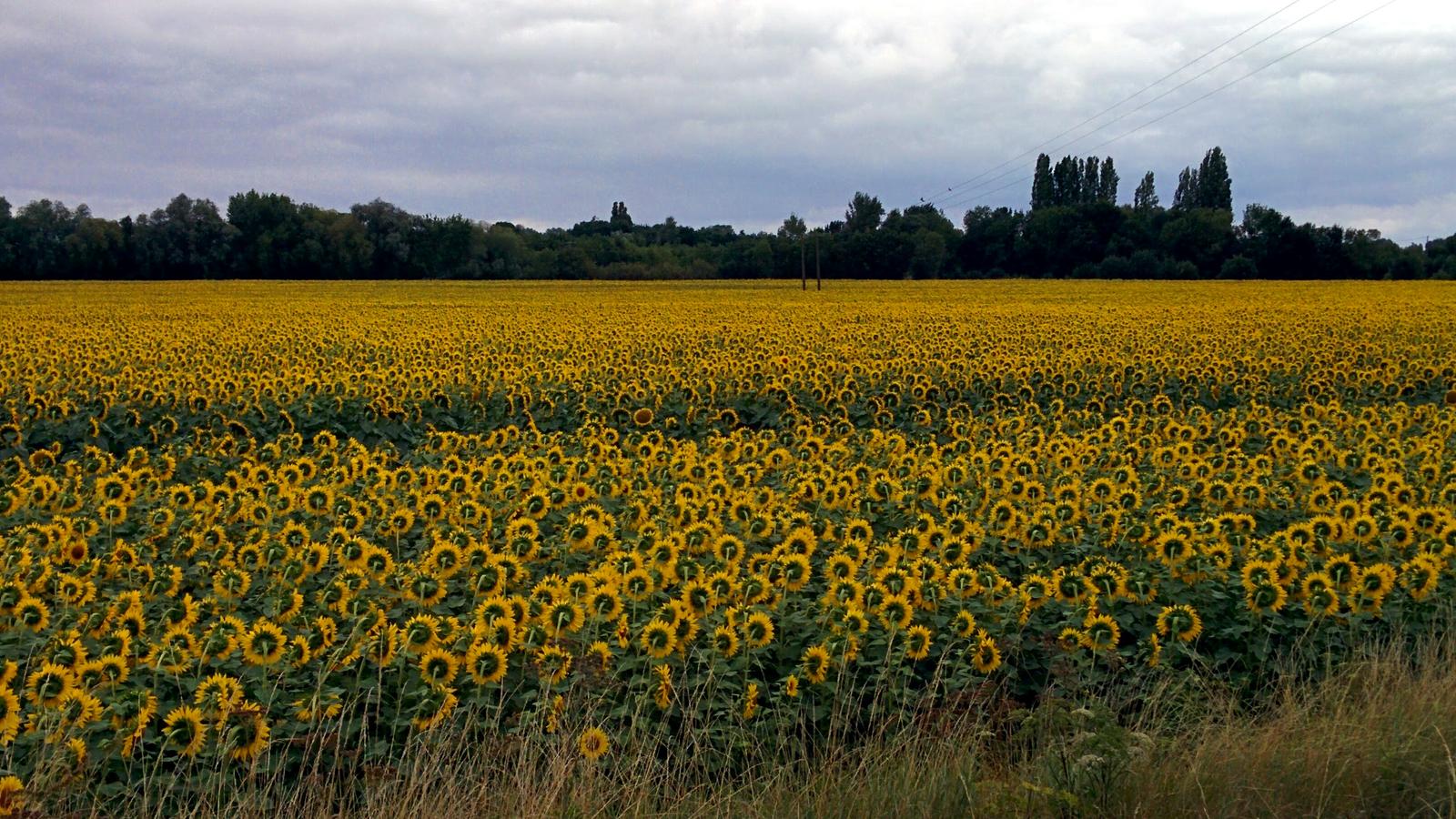 sunflower field