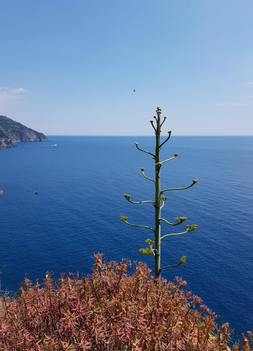 Corniglia