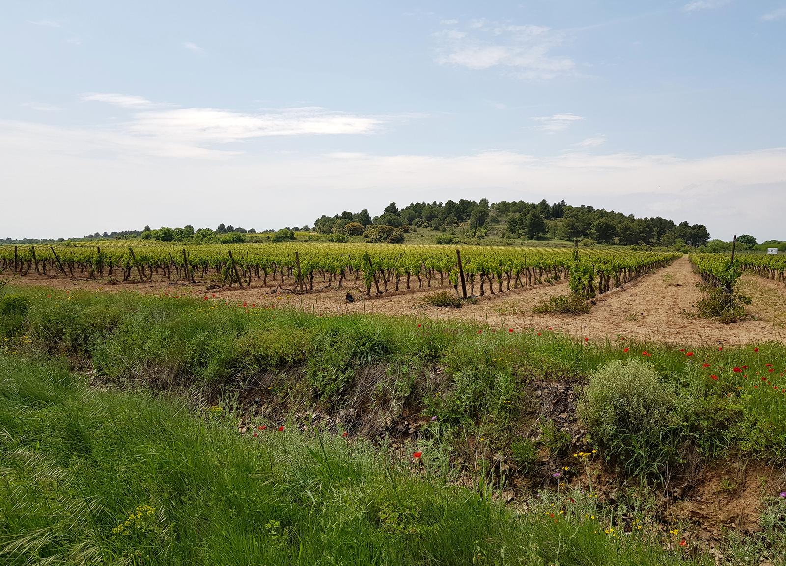 Carcassonne to Beziers