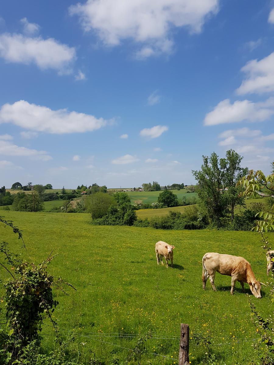 On the way to Meilhan sur Garonne