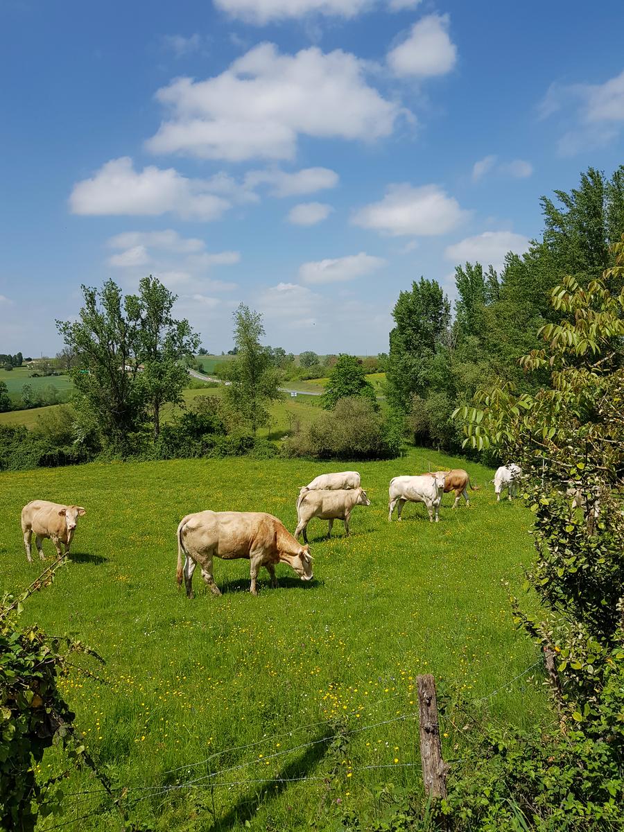 On the way to Meilhan sur Garonne