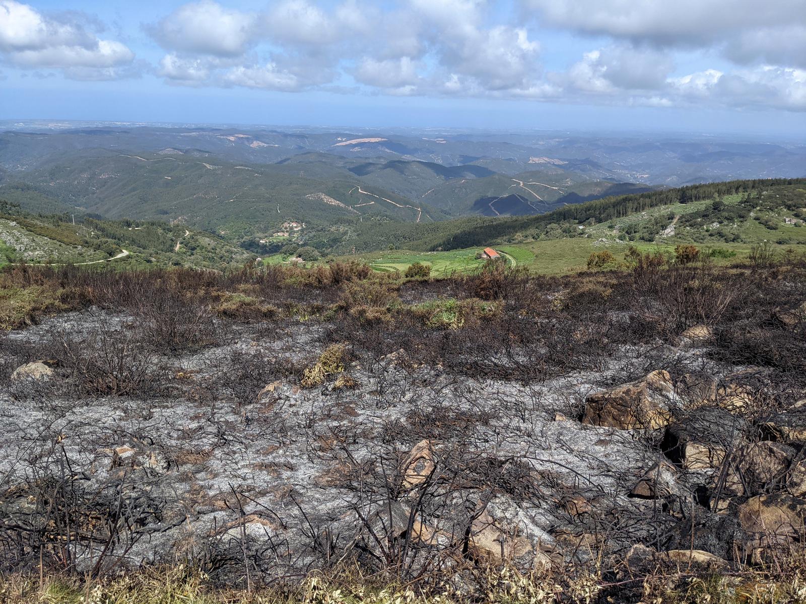 Monchique burnt road