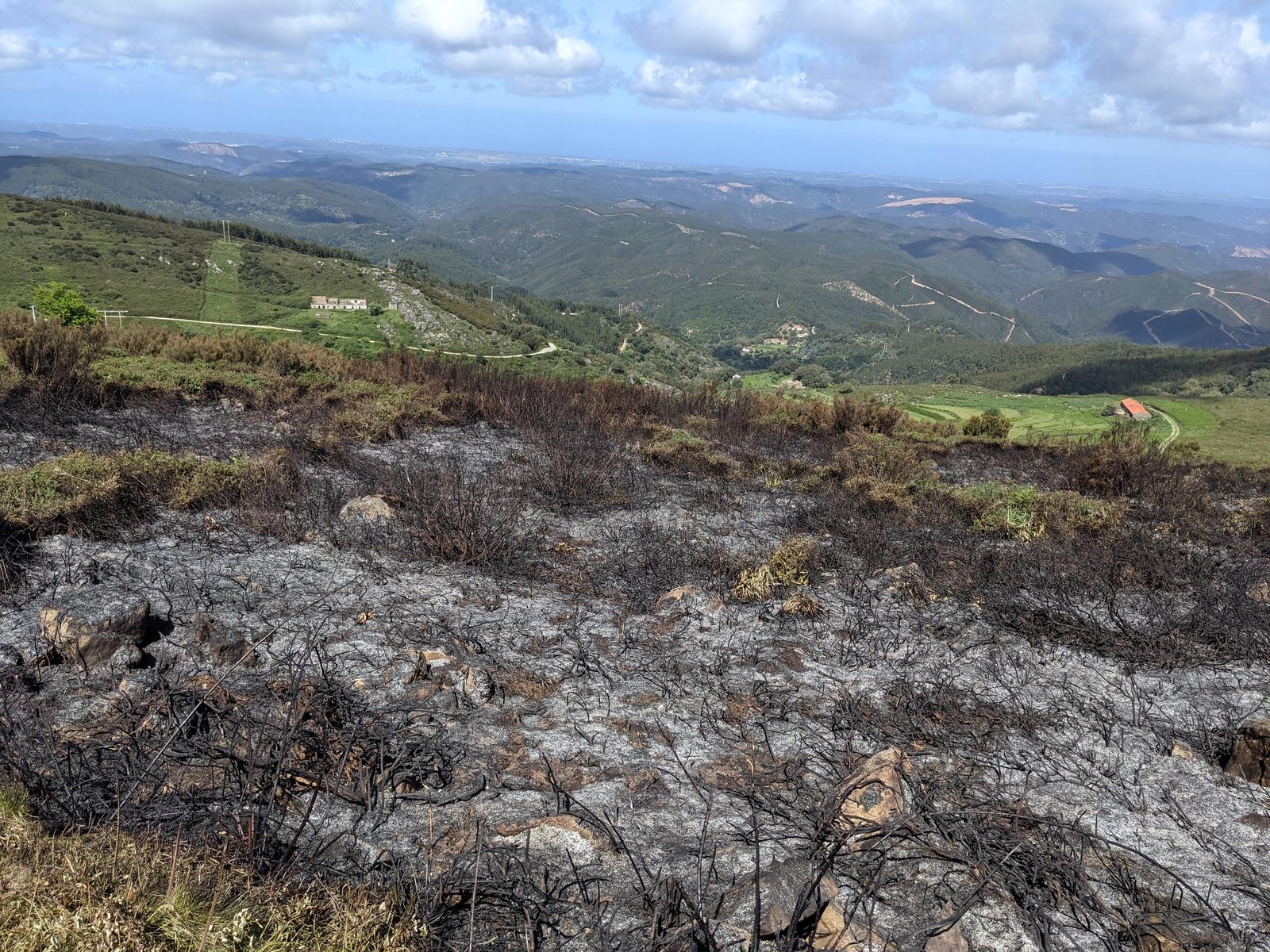 Monchique burnt road