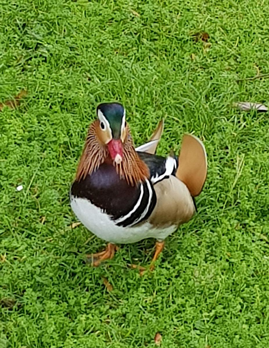 Estrela mandarin duck