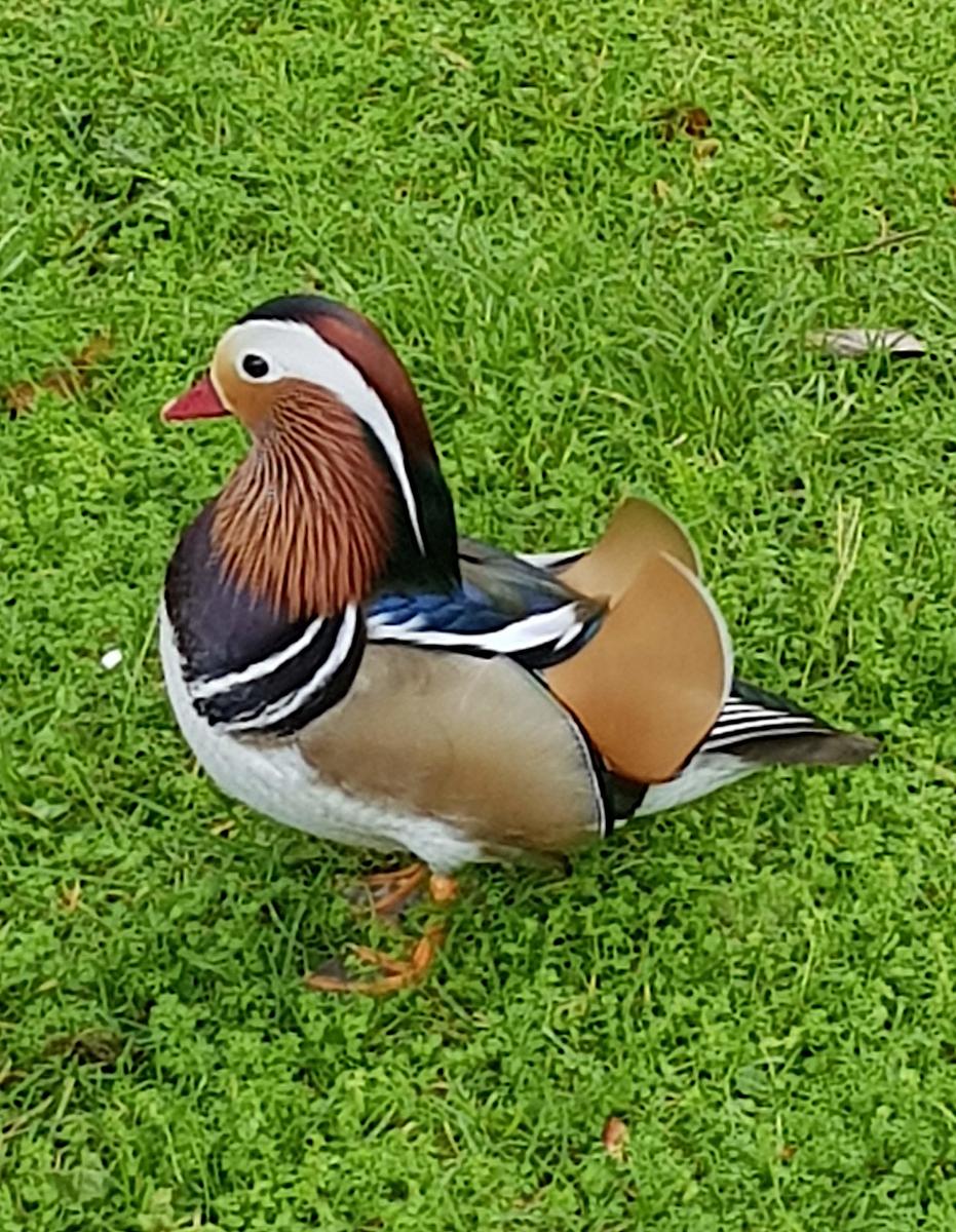Estrela mandarin duck