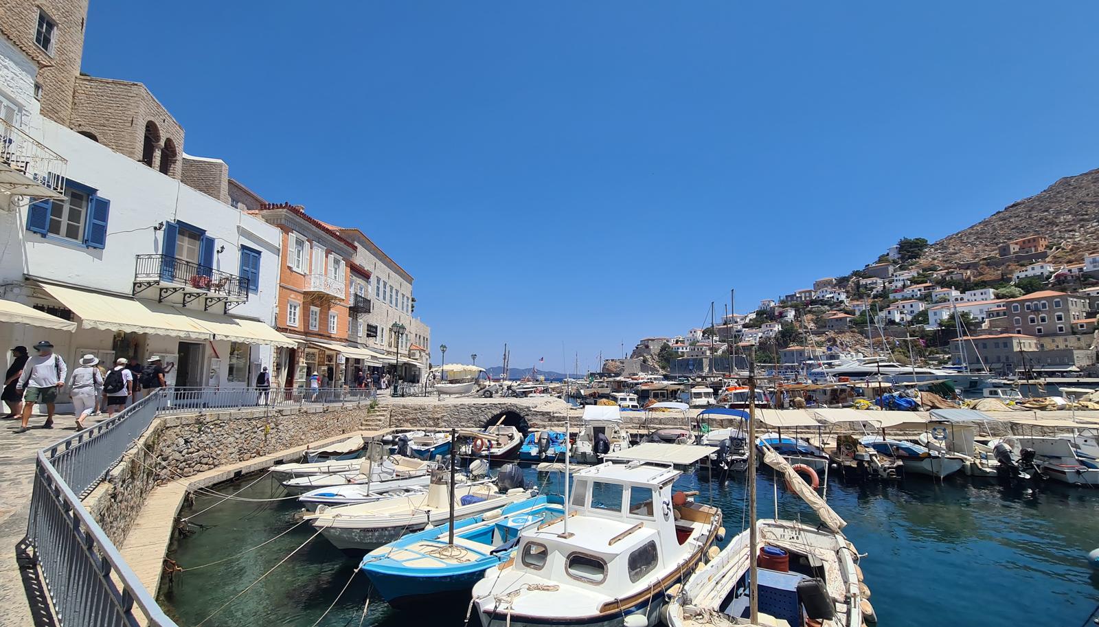 Hydra marina