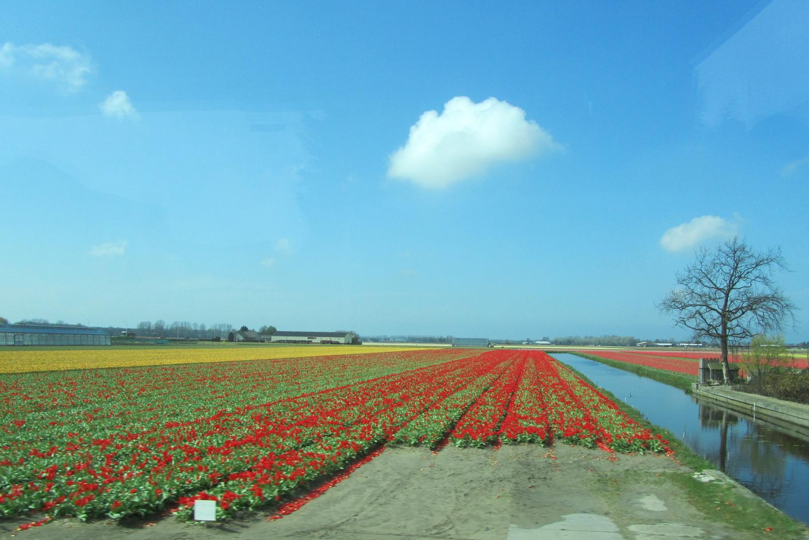 Tulip View Amsterdam