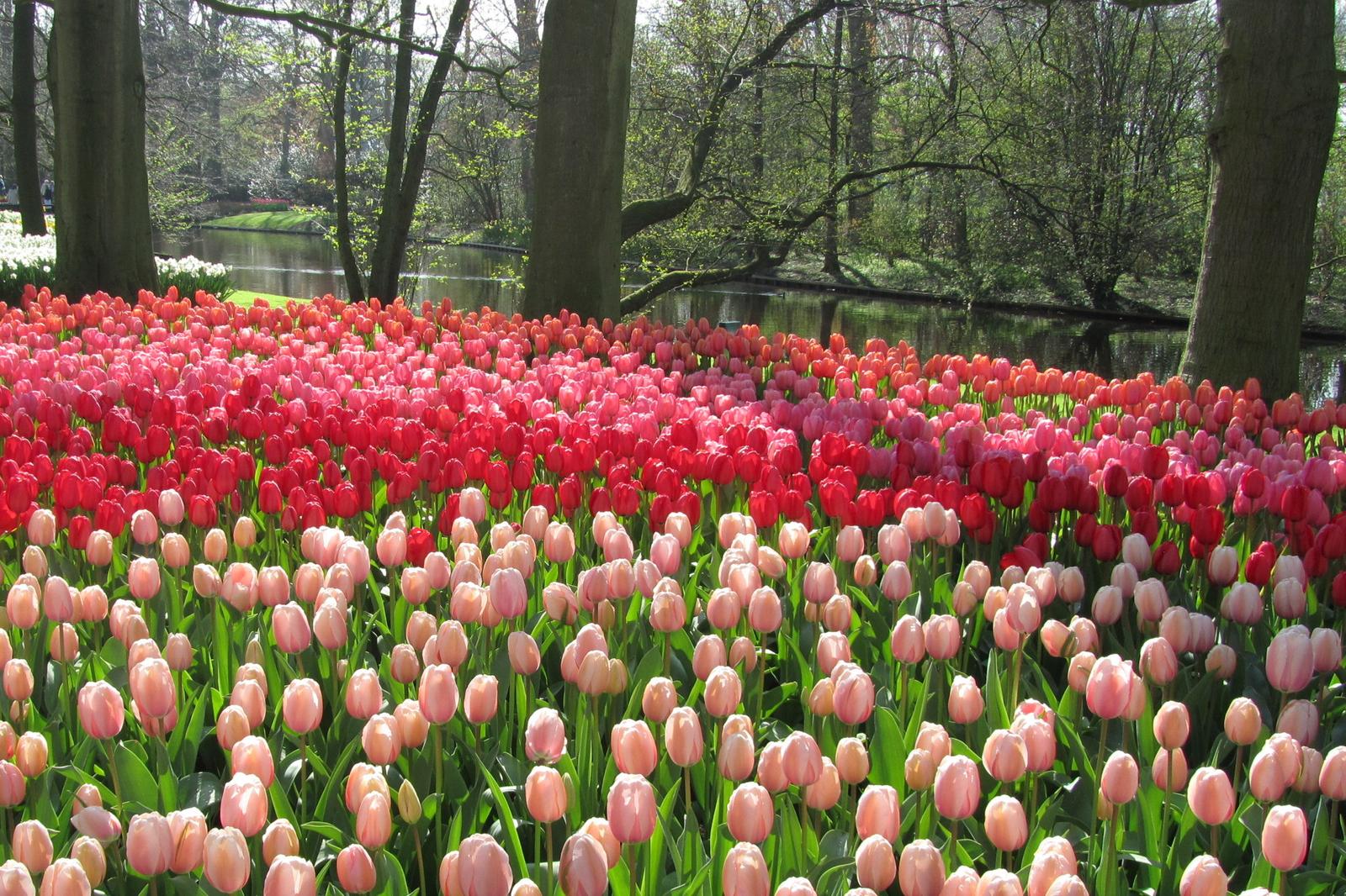 Tulip View Amsterdam