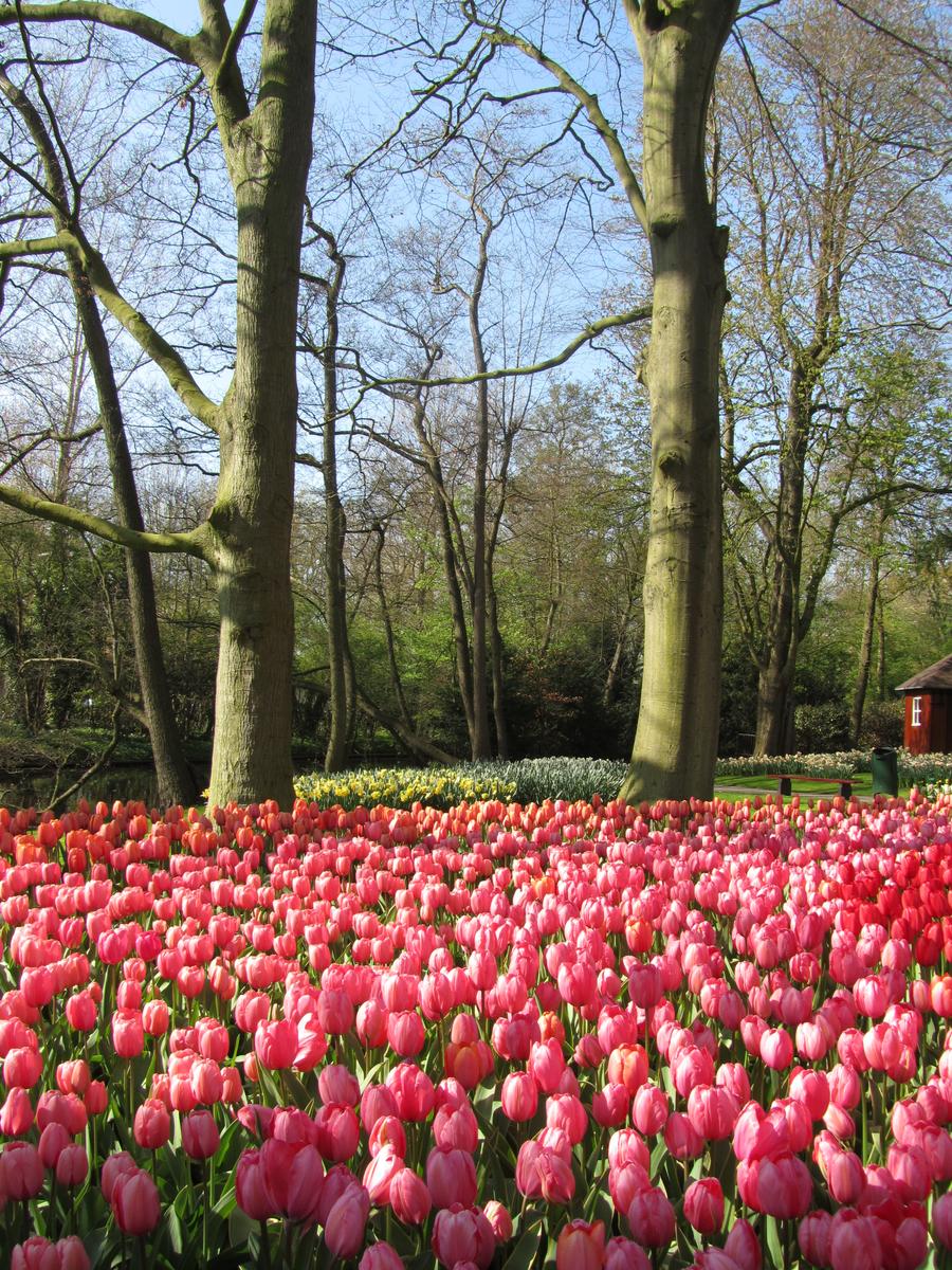 Tulip View Amsterdam