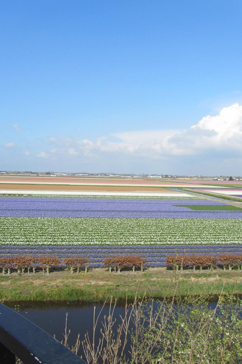 Tulip View Amsterdam