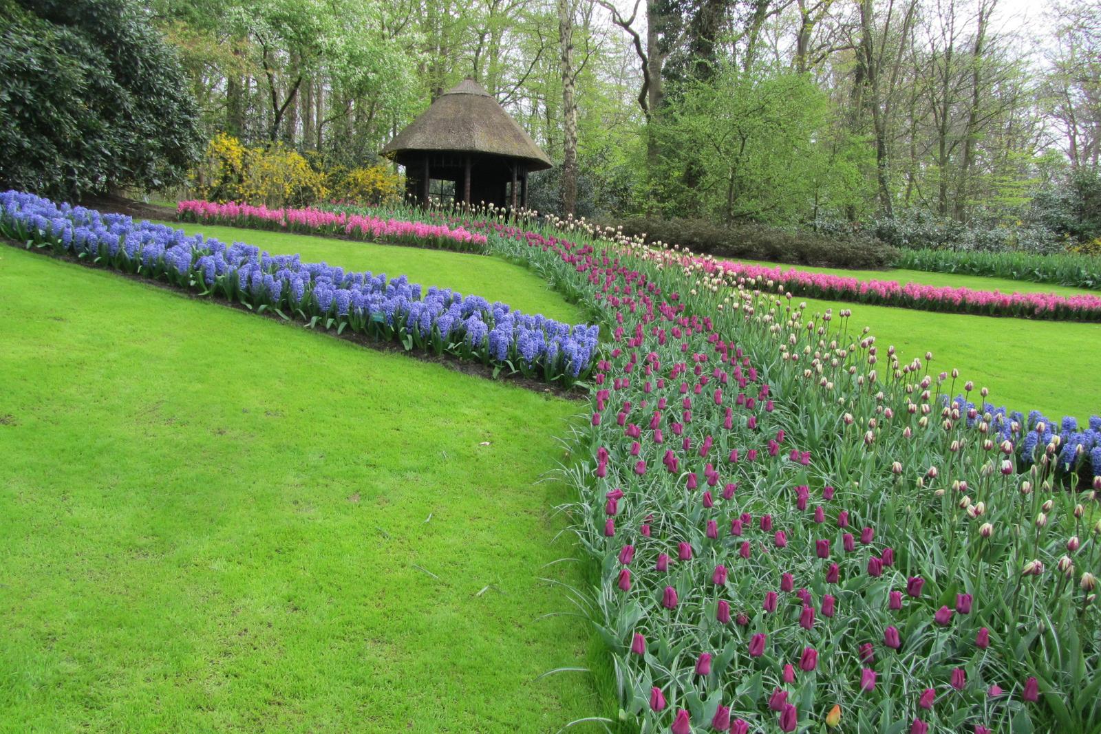 Tulip View Amsterdam