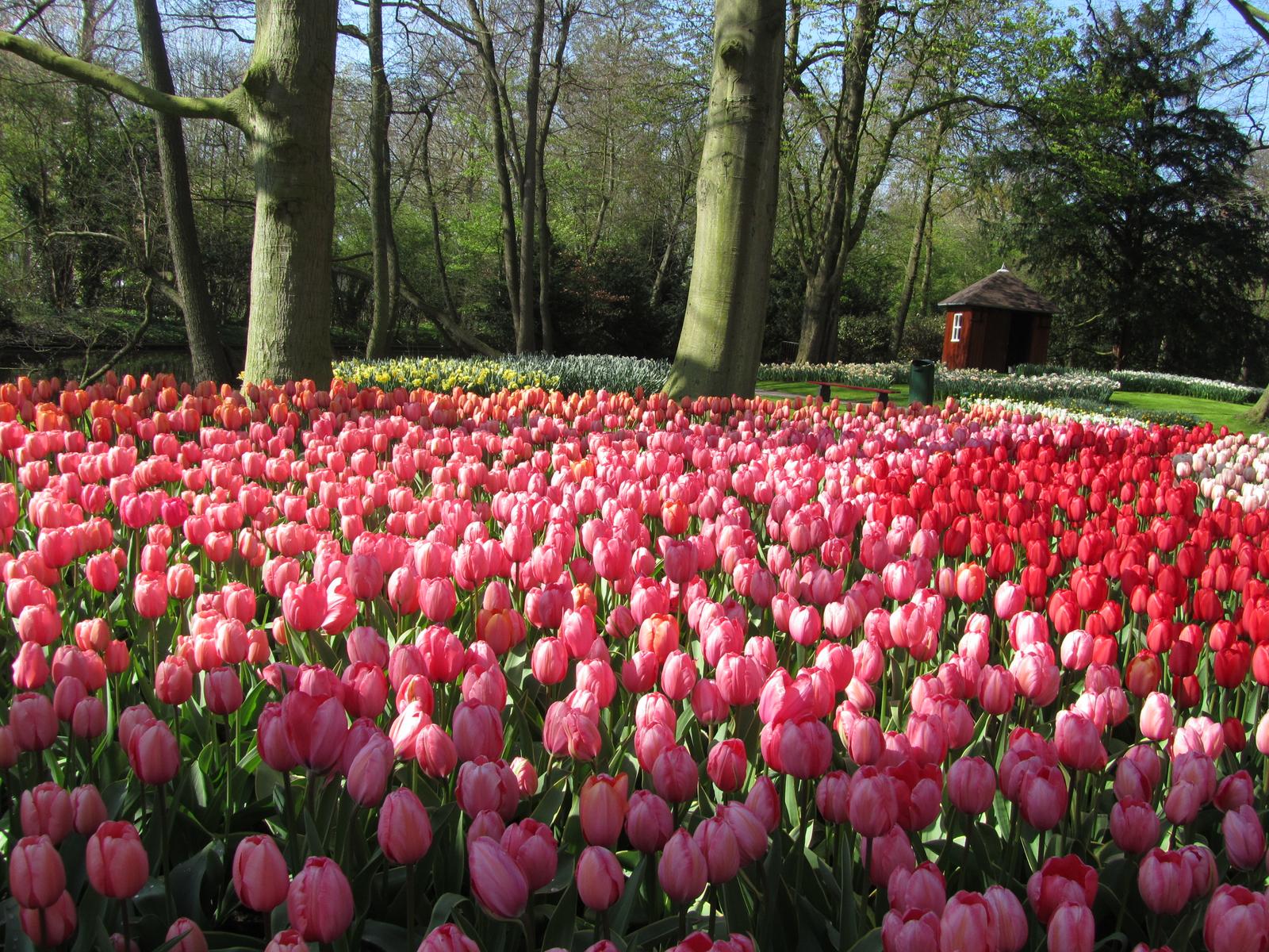 Tulip View Amsterdam