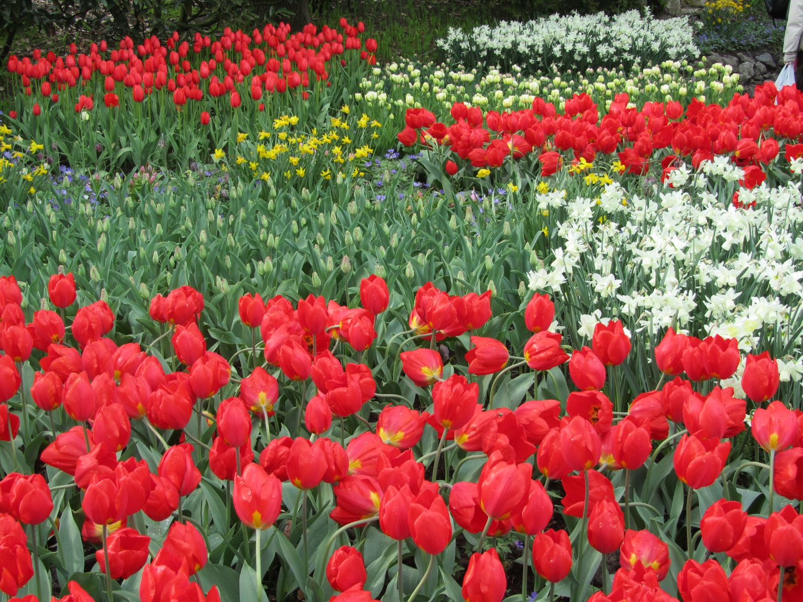 Tulip View Amsterdam