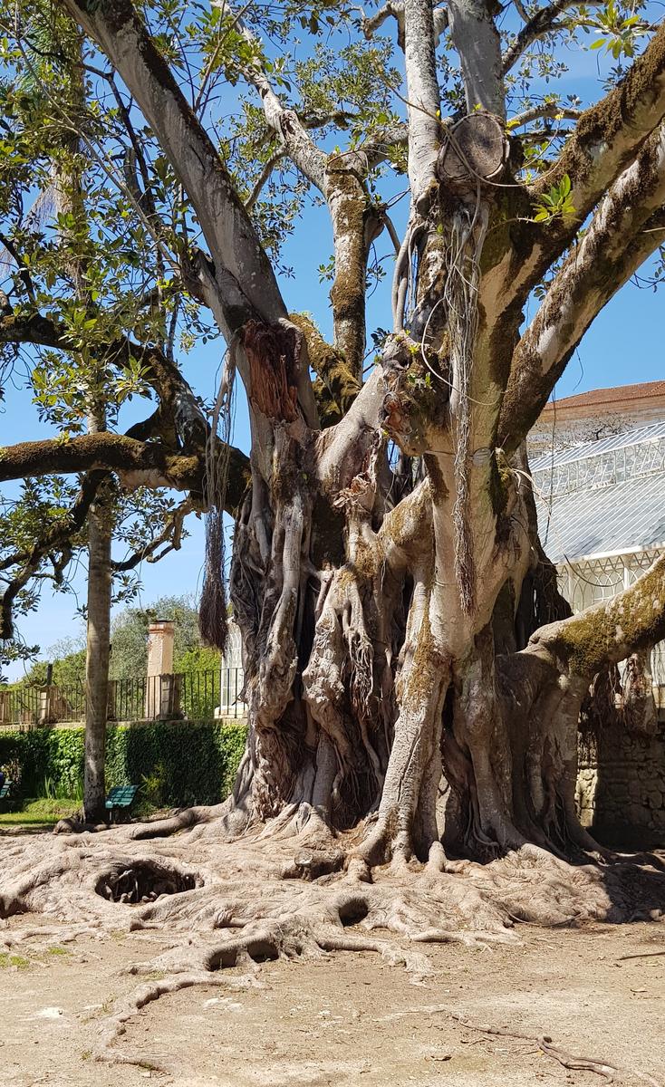 Old Tree Coimbra