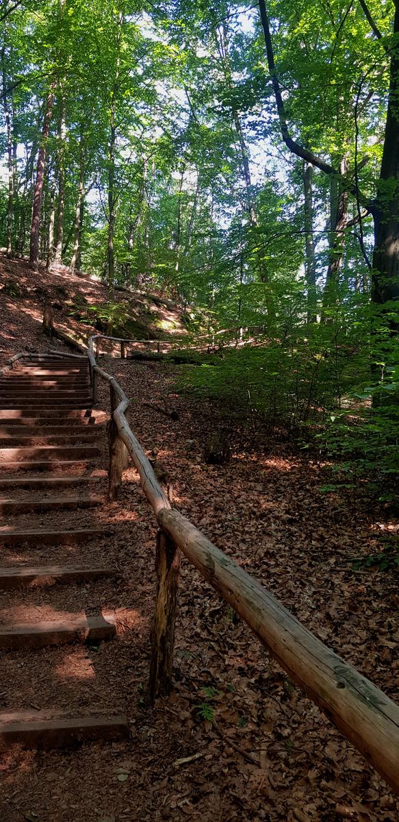 Bastei forest steps