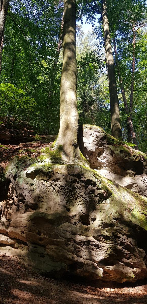 Bastei forest path