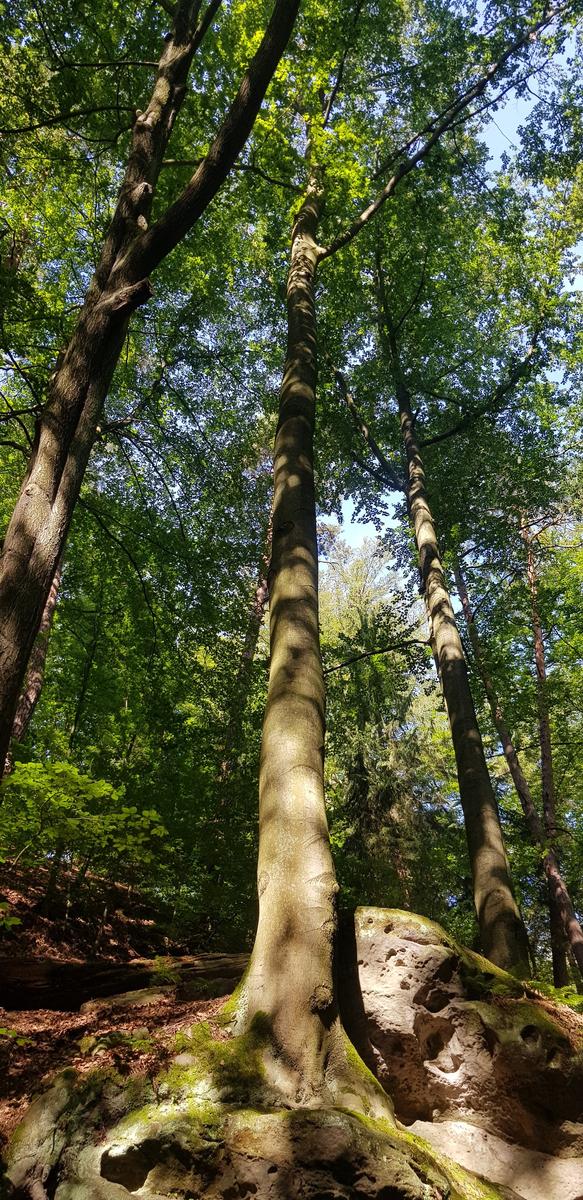 Bastei forest path