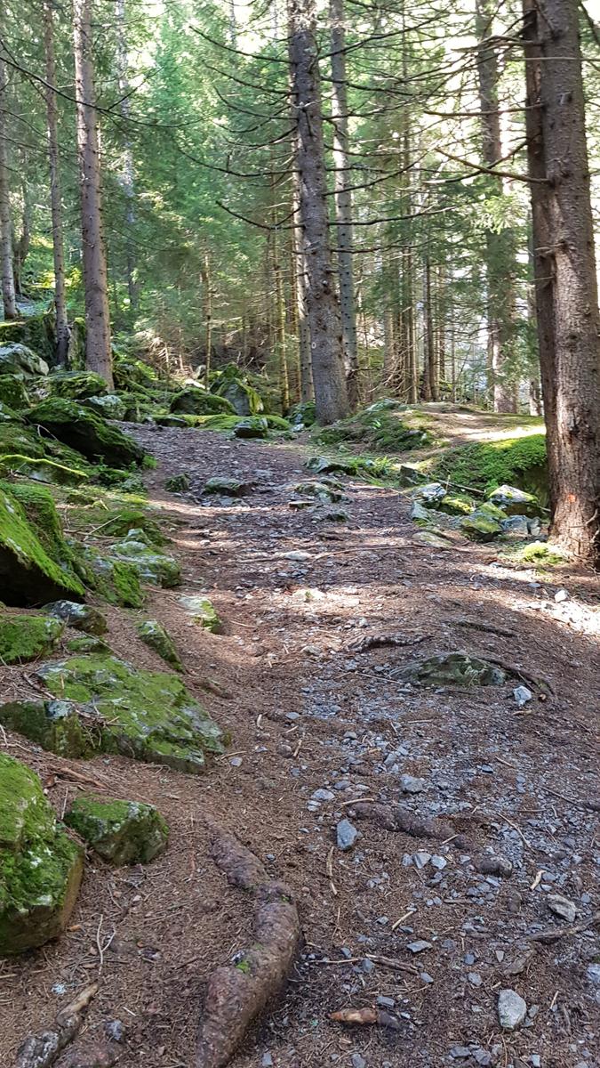 Forest path Vallorcine